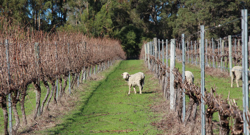 Sheep in vineyards